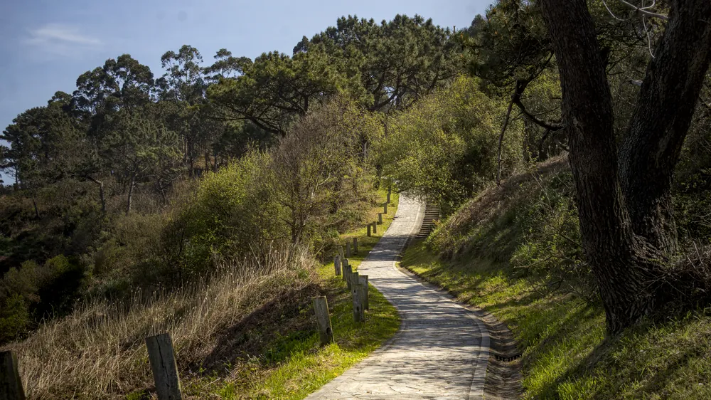 Sendero costero bordeado por un árbol inclinado