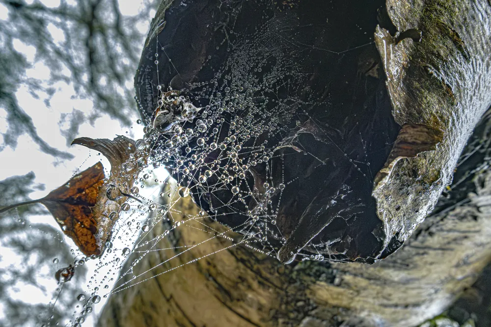Telaraña cubierta de rocío sobre un tronco