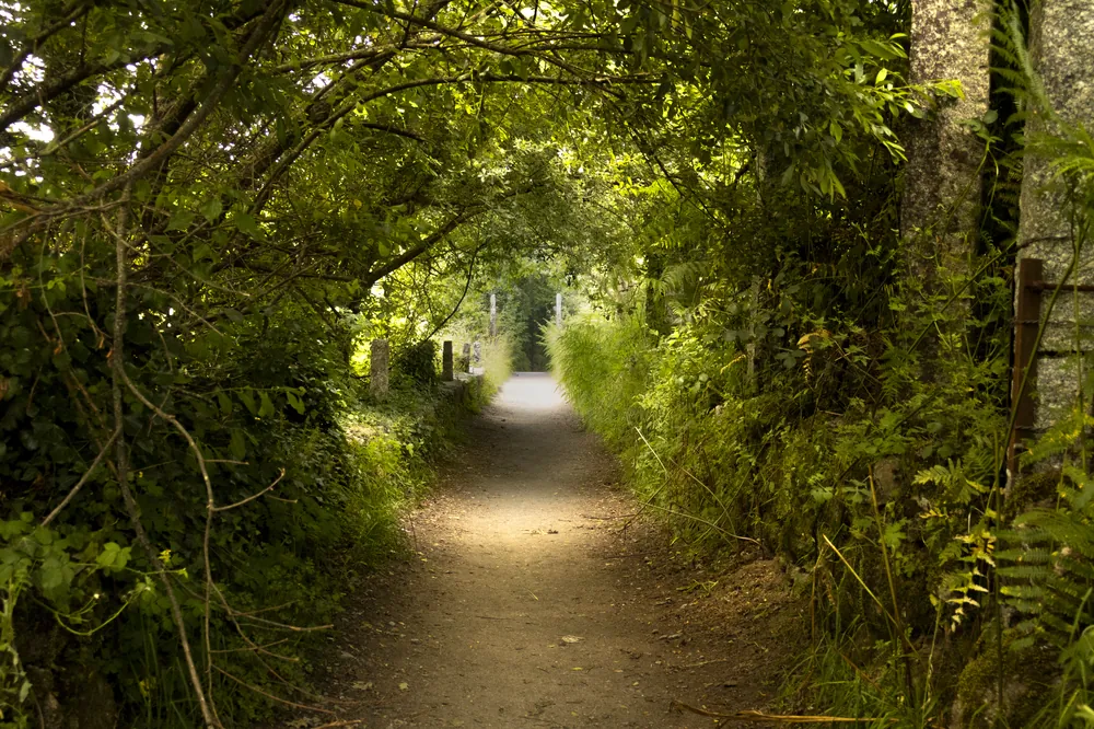 Camino de tierra bajo un túnel de vegetación